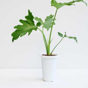Philodendron – Heart