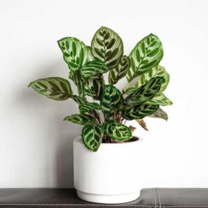 Calathea – Makoyana
