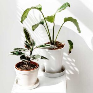 Ficus – Decora Ruby