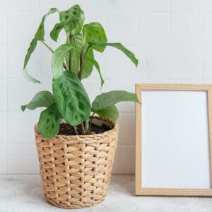 Maranta – Lemon Lime
